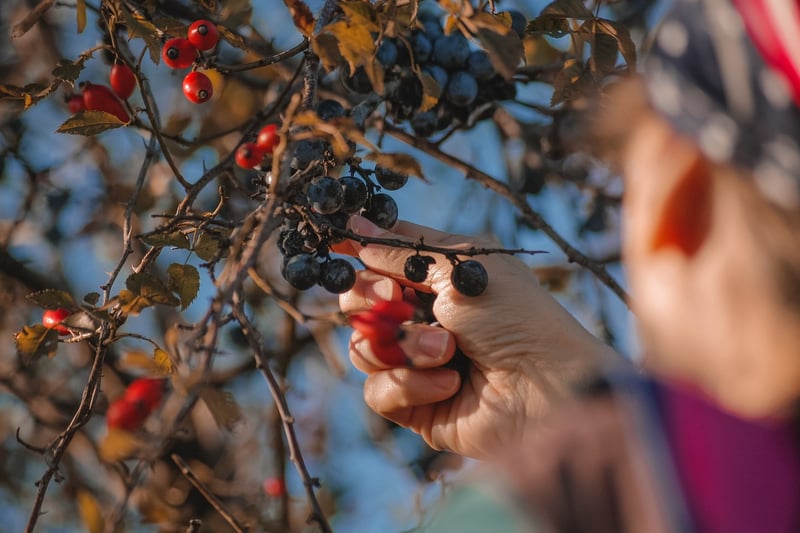 Sorcery Vegetable Picking