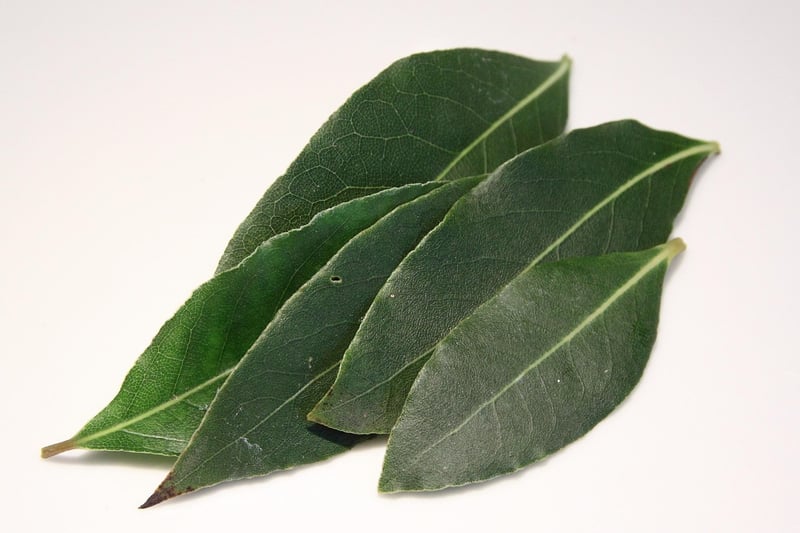 Bay Laurel