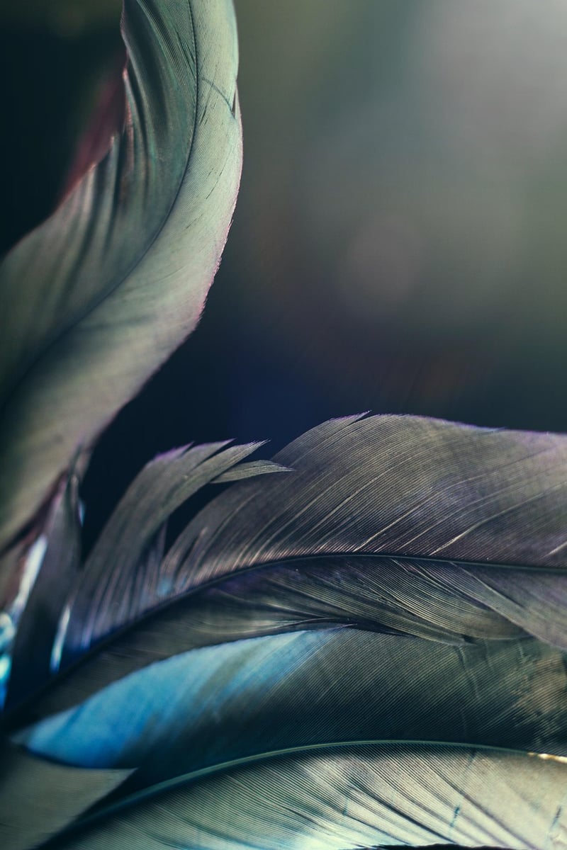 Phoenix Fern