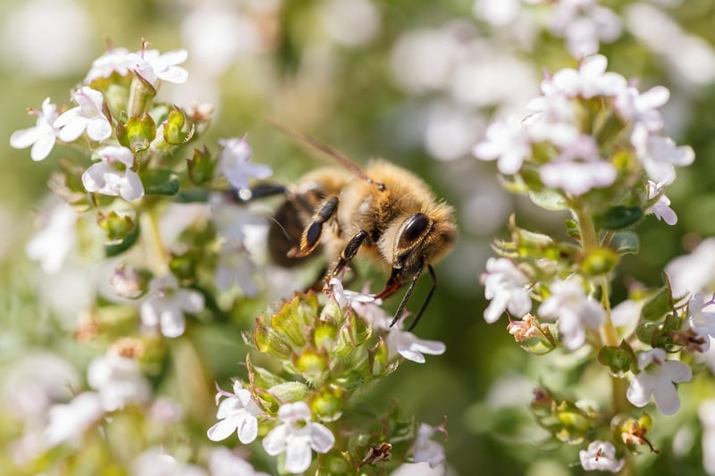 Thyme