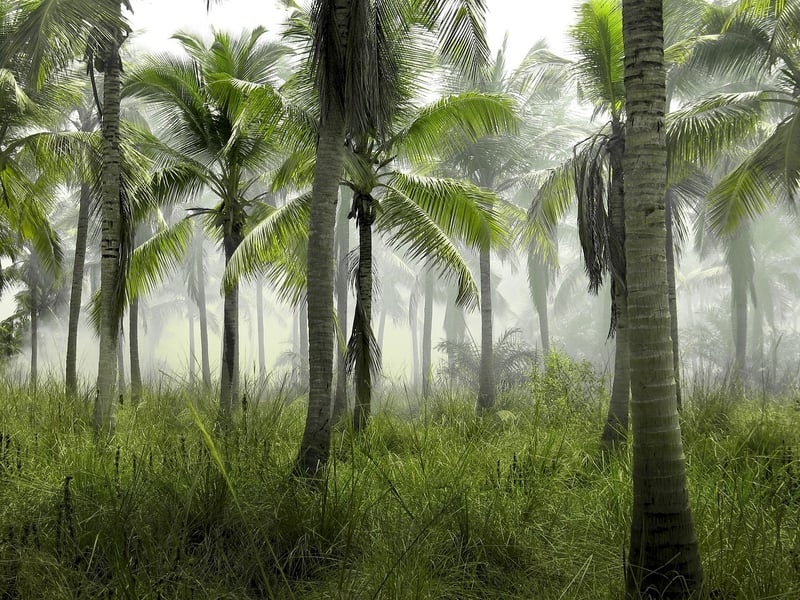 Tropical Paradise