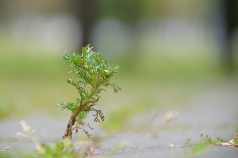 Wormwood