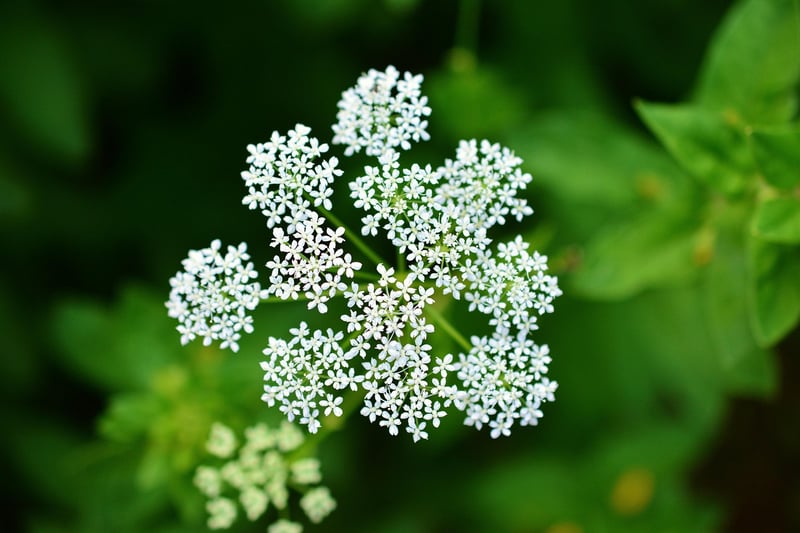 Yarrow